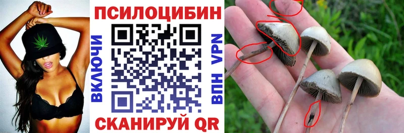 Псилоцибиновые грибы Cubensis  блэк спрут маркетплейс  Тайга 